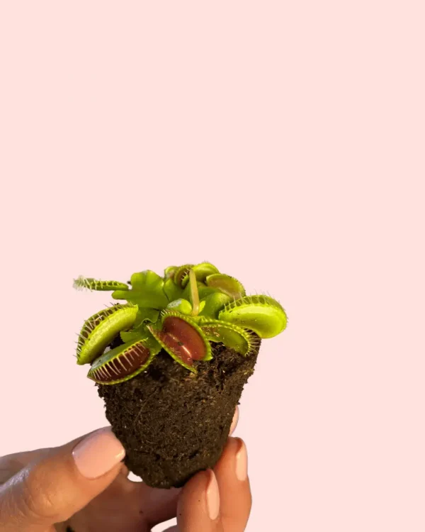 bebe-carnivora-dionaea-hojas