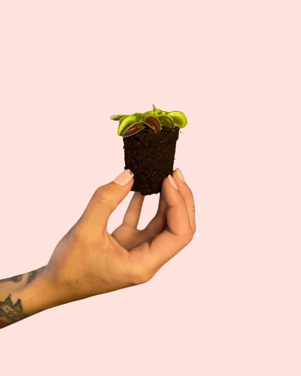 bebe-carnivora-dionaea-muscipula