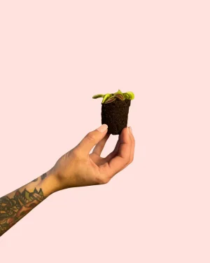 bebe-carnivora-dionaea-raices