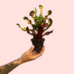 bebe-croton-banana