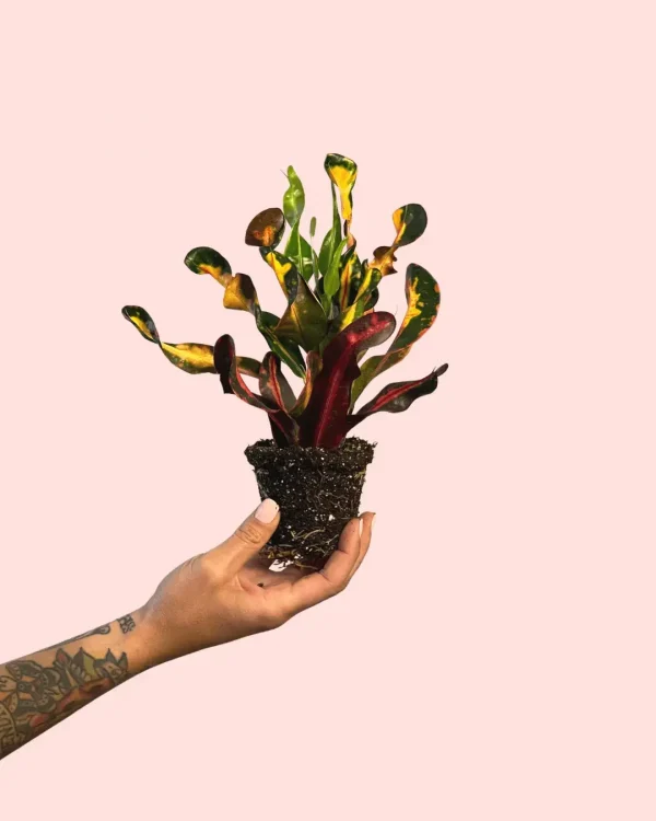 bebe-croton-banana-raices