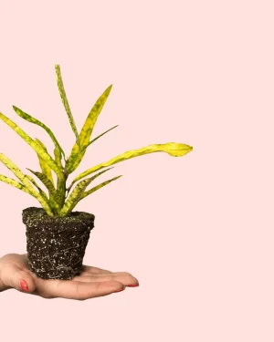bebe-croton-hojas