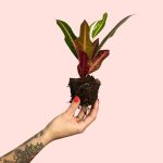 bebe-croton-petra