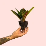 Croton Petra Rounded