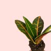 bebe-croton-petra-rounded-hojas