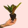 bebe-croton-petra-rounded-planta