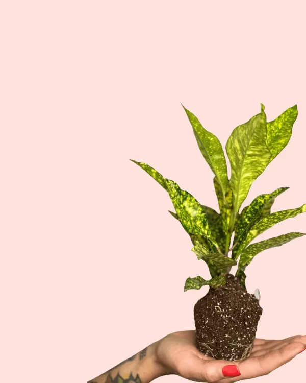 bebe-croton-polvodeoro-hojas