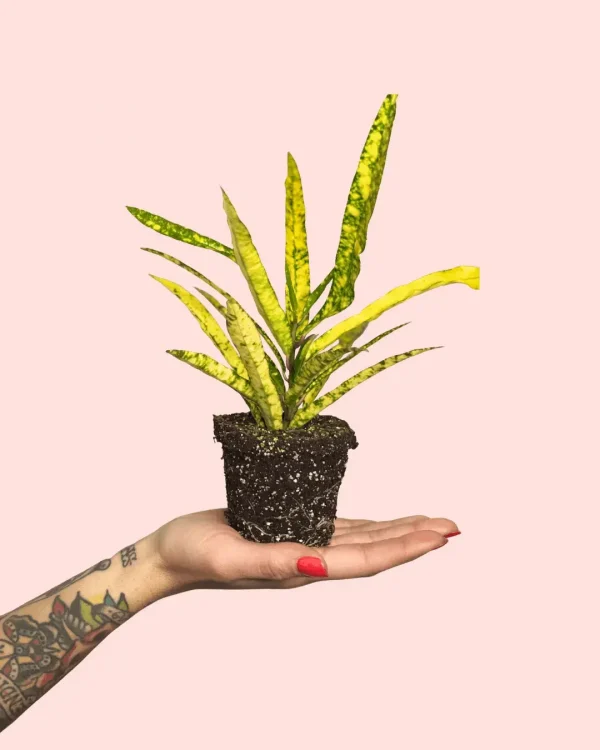 bebe-croton-raices