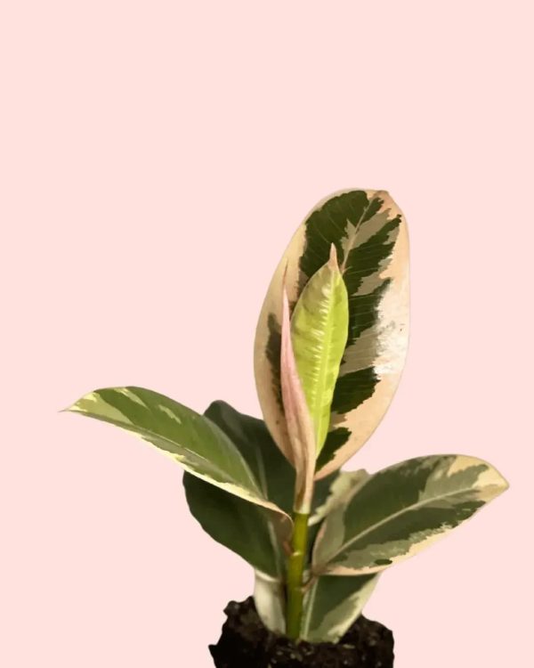 bebe-ficus-elastica-tineke-hojas