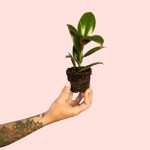 bebe-ficus-melany