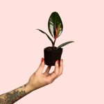 bebe-ficus-robusta