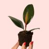 bebe-ficus-robusta-hoja