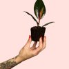 bebe-ficus-robusta-planta