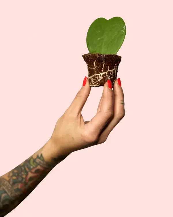 bebe-hoya-kerrii-raices