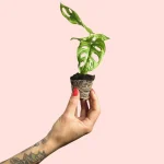 Bebé Monstera Adasonii
