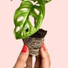 bebe-monstera-adasonii-hojas