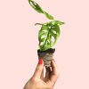 bebe-monstera-adasonii-planta