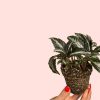 bebe-pilea-spruceana-plata-hoja
