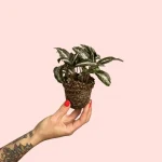 Bebé Pilea Spruceana Plata