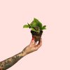 bebe-pilea-moon-valley