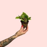 bebe-pilea-moon-valley