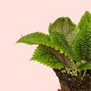 bebe-pilea-moon-valley-hoja