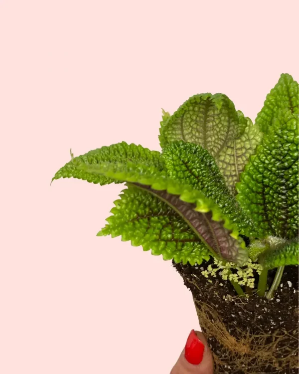 bebe-pilea-moon-valley-hojas