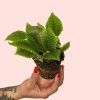 bebe-pilea-moon-valley-planta