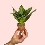 bebe-sanseviera-green-star-planta