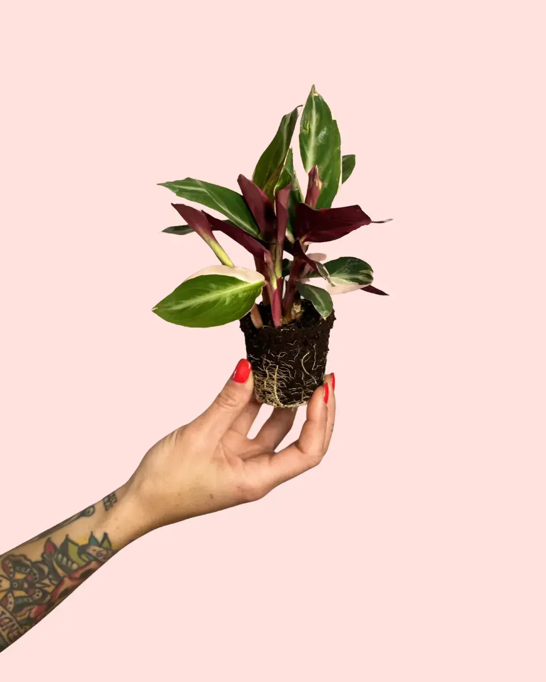 bebe-stromanthe-triostar bebe-stromanthe-triostar