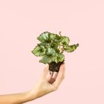 begonia-rex-mint