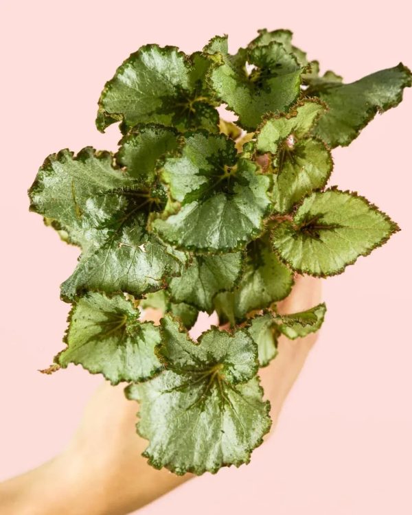 begonia-rex-mint-hoja