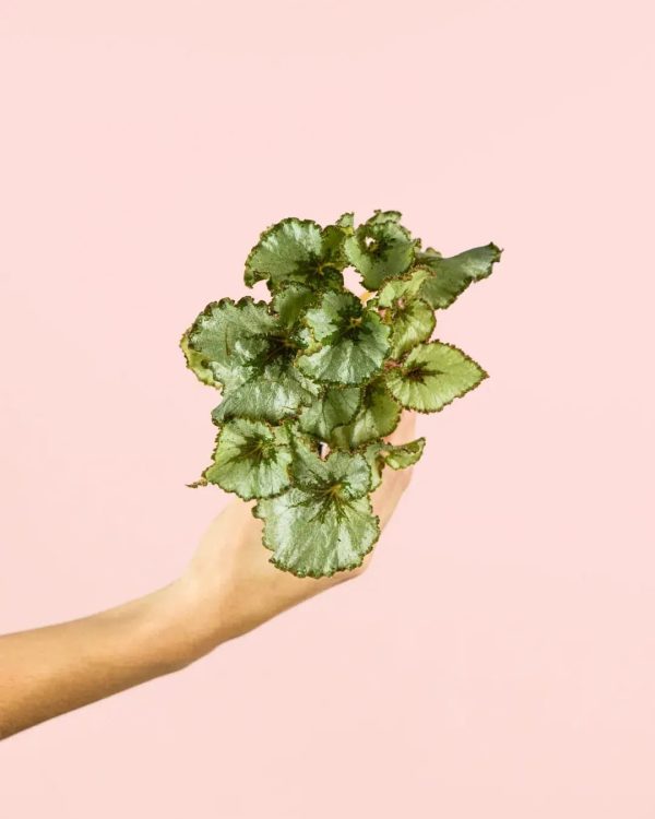 begonia-rex-mint-planta