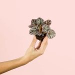 begonia-silver-mini