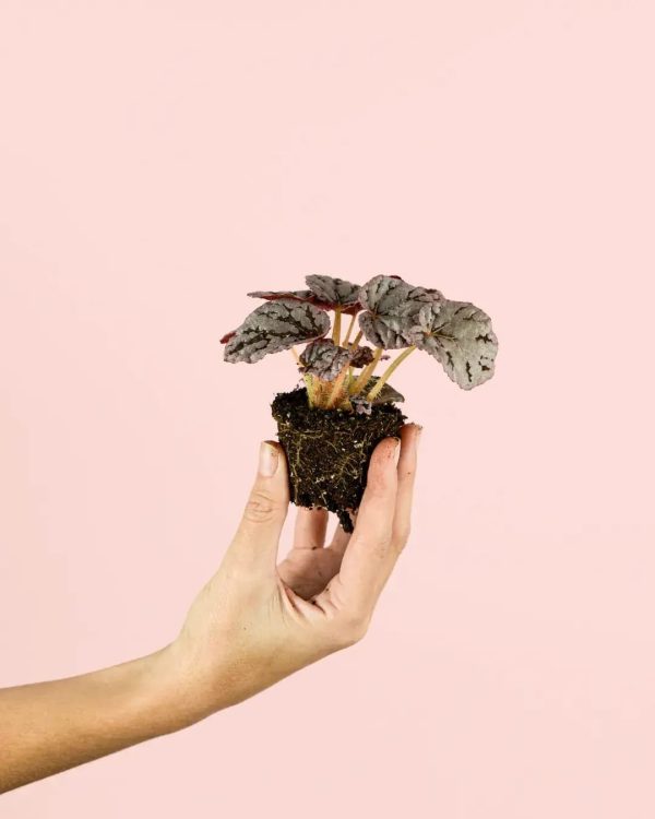 begonia-silver-mini-planta