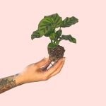 calathea-freddie-mini