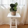 calathea-makoyana-mini-contexto-sala