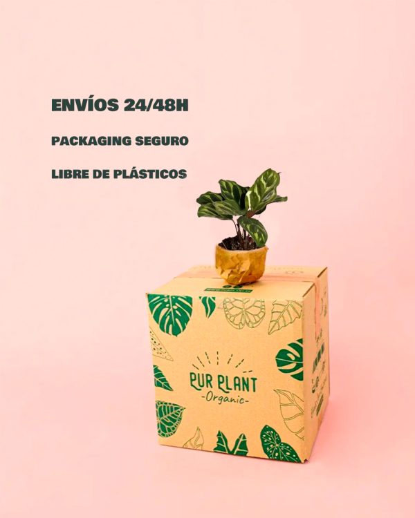 calathea makoyana-packaging