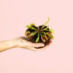 carnivora-dionaea