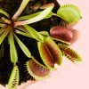 carnivora-dionaea-hoja