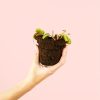 carnivora-dionaea-planta