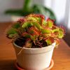 carnivora dionaea venus atrapamoscas contexto