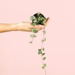 ceropegia-woodii