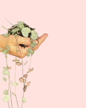 ceropegia-woodii-hojas