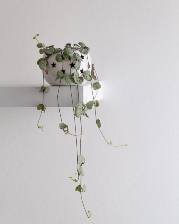 ceropegia woodii mini maceta
