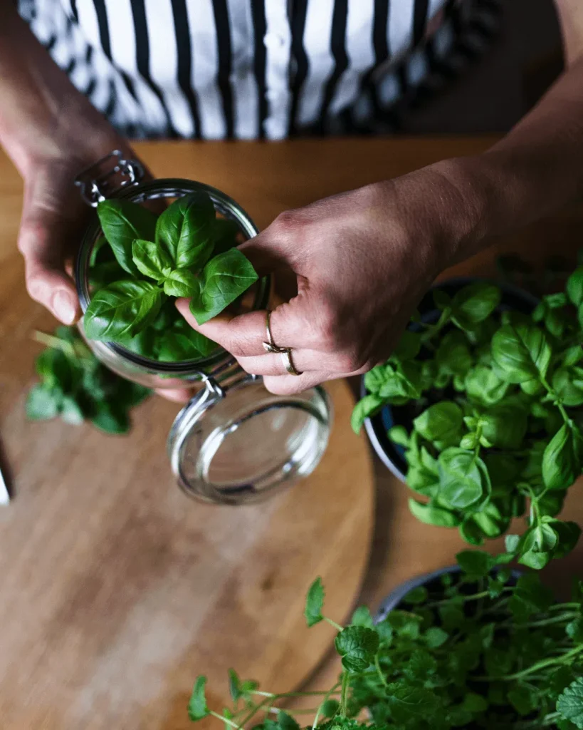 Todo lo que necesitas saber sobre el cultivo de albahaca