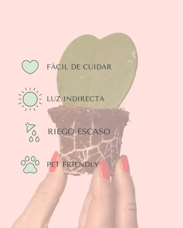 cuidados hoya kerrii