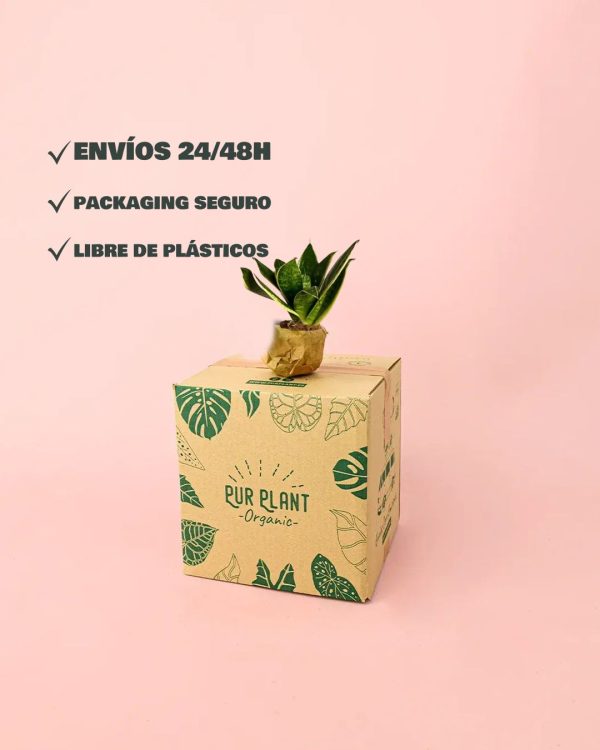 envios sansevieria packaging