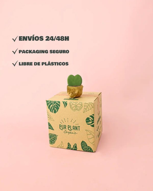 envios- seguro-hoya-kerrii