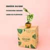 envios- seguro-monstera-adansonii-mini
